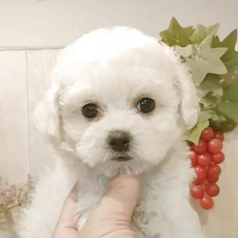 販売中の愛知県のビションフリーゼ-434336