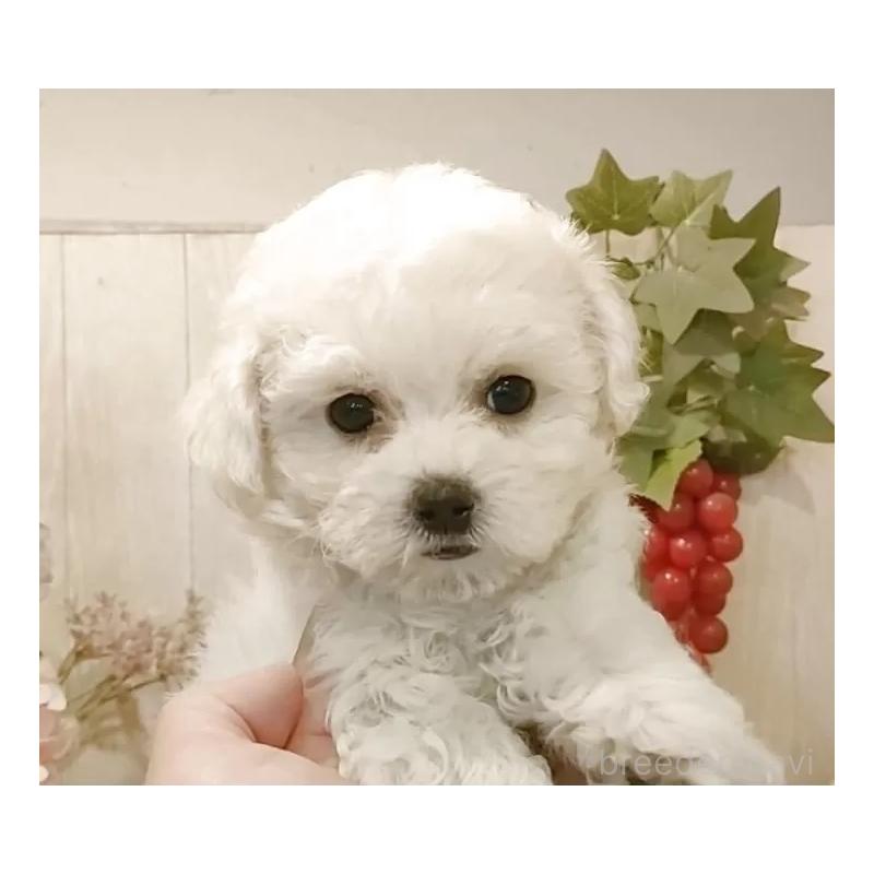 販売中の愛知県のビションフリーゼ-434336の7枚目