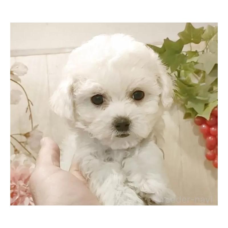 販売中の愛知県のビションフリーゼ-434336の6枚目