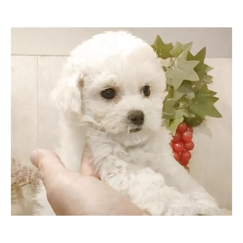 販売中の愛知県のビションフリーゼ-434336の4枚目