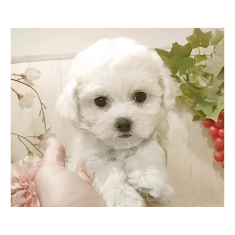 販売中の愛知県のビションフリーゼ-434336の2枚目