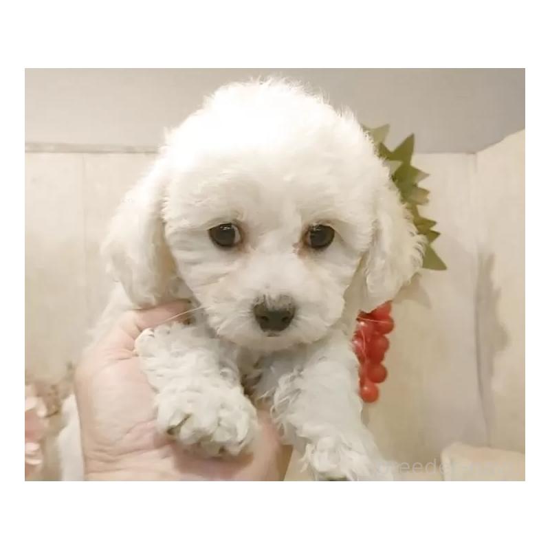 販売中の愛知県のビションフリーゼ-434337の7枚目