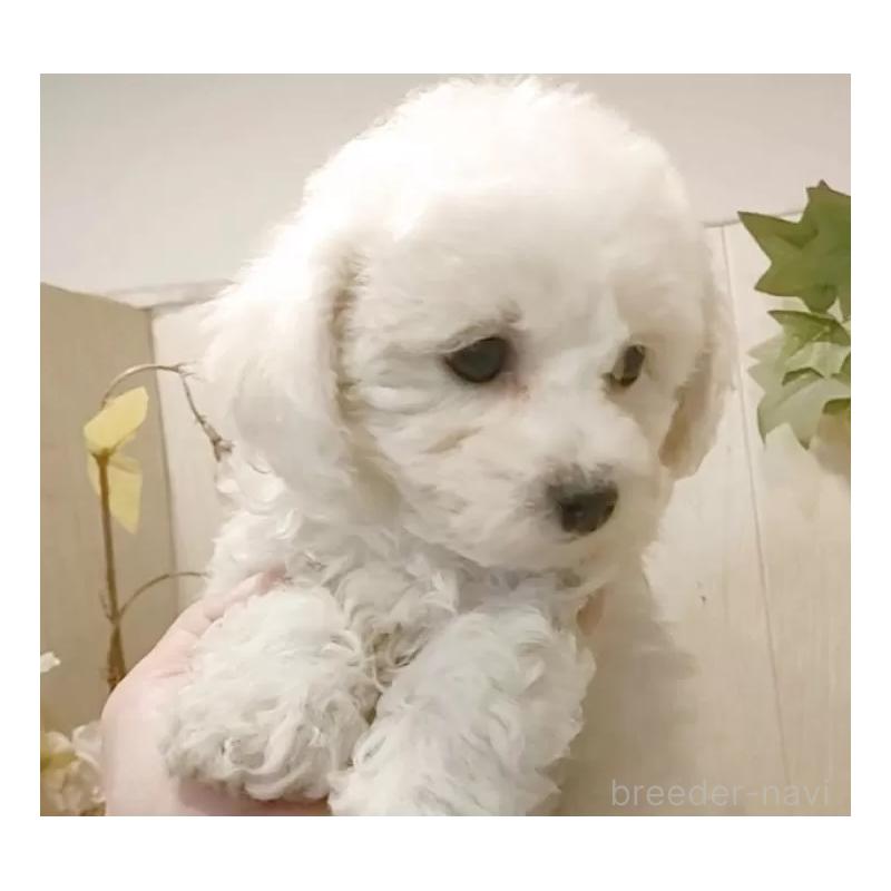 販売中の愛知県のビションフリーゼ-434337の6枚目