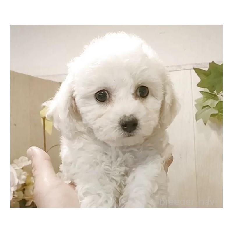 販売中の愛知県のビションフリーゼ-434337の4枚目