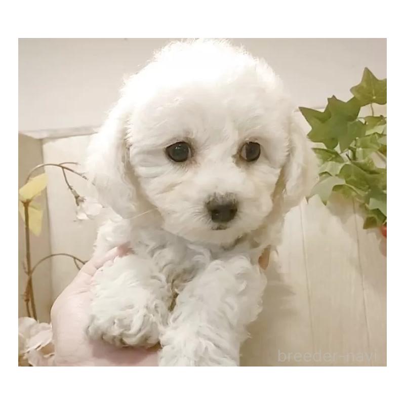 販売中の愛知県のビションフリーゼ-434337の3枚目