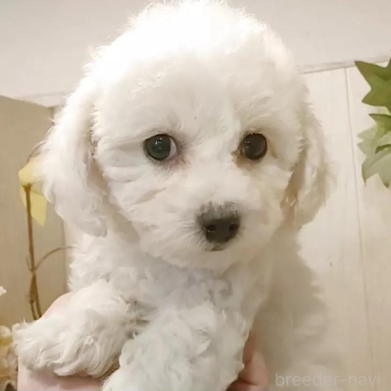 販売中の愛知県のビションフリーゼ-434337の2枚目