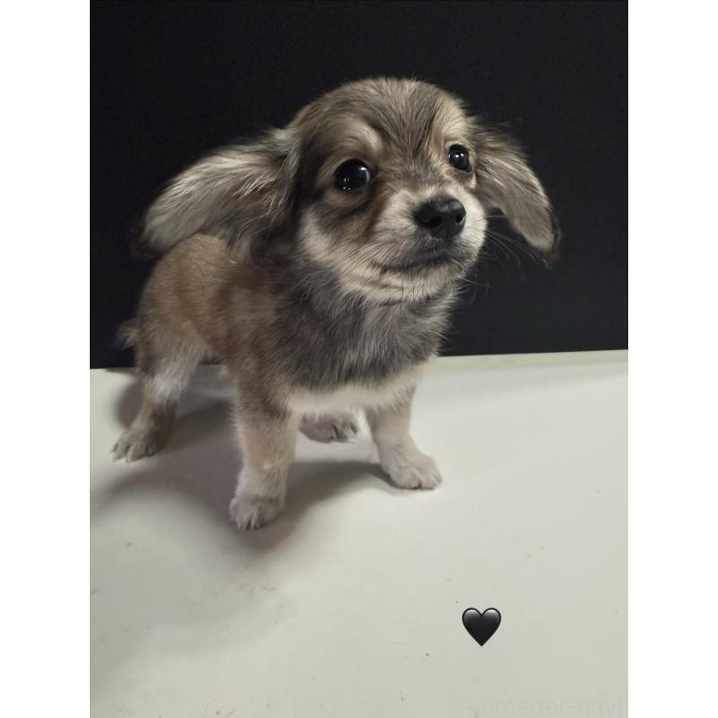 販売中の愛知県のチワックス:チワワ×ミニチュアダックスフンド-430981の3枚目