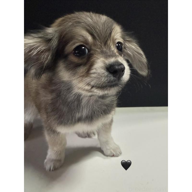 販売中の愛知県のチワックス:チワワ×ミニチュアダックスフンド-430981の2枚目