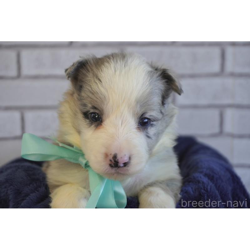 販売中の熊本県のボーダーコリー-438755の12枚目