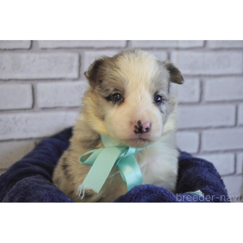 販売中の熊本県のボーダーコリー-438755の13枚目