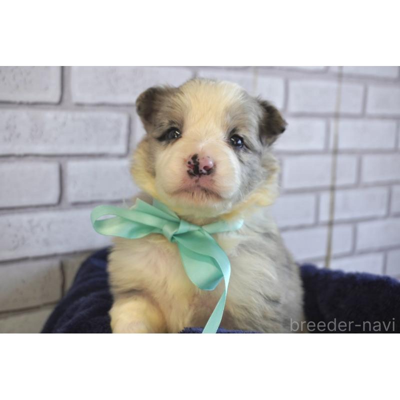 販売中の熊本県のボーダーコリー-438755の10枚目