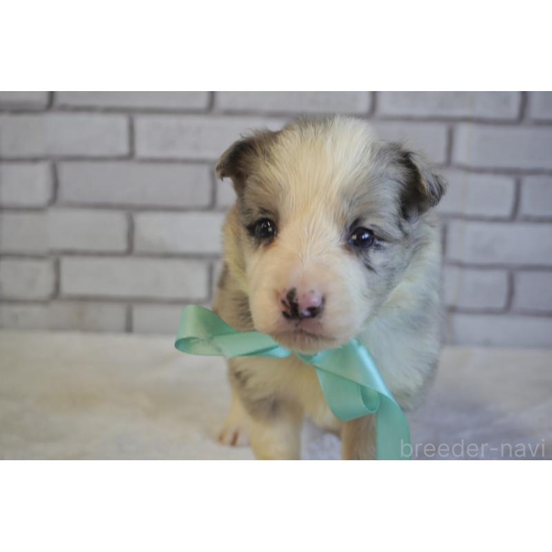 販売中の熊本県のボーダーコリー-438755の7枚目