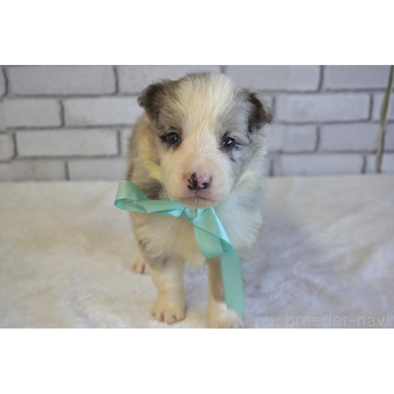 販売中の熊本県のボーダーコリー-438755の5枚目