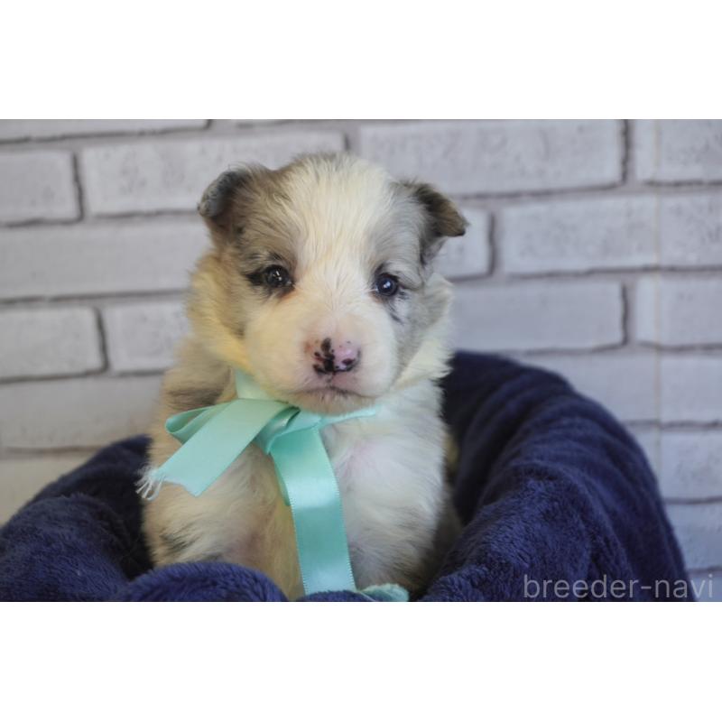 販売中の熊本県のボーダーコリー-438755の3枚目