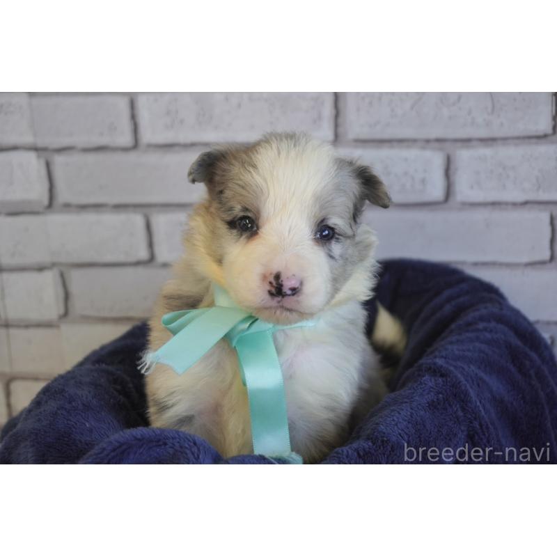 販売中の熊本県のボーダーコリー-438755の4枚目