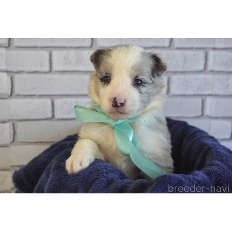 販売中の熊本県のボーダーコリー-438755の2枚目