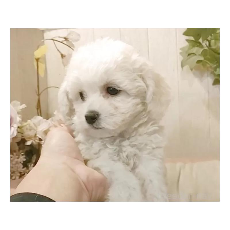 販売中の愛知県のビションフリーゼ-434340の6枚目