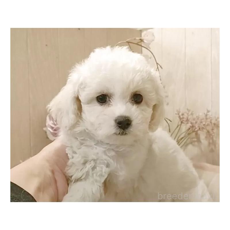 販売中の愛知県のビションフリーゼ-434340の5枚目