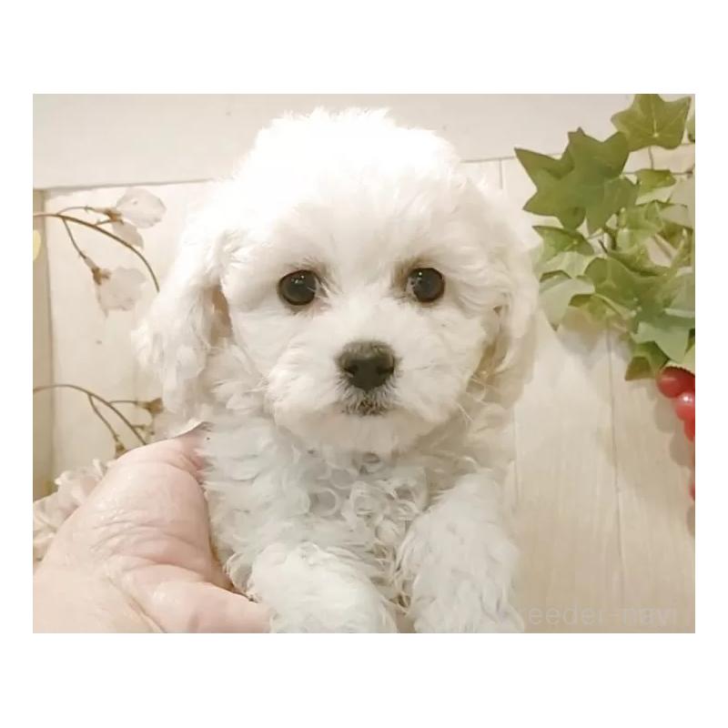 販売中の愛知県のビションフリーゼ-434340の3枚目