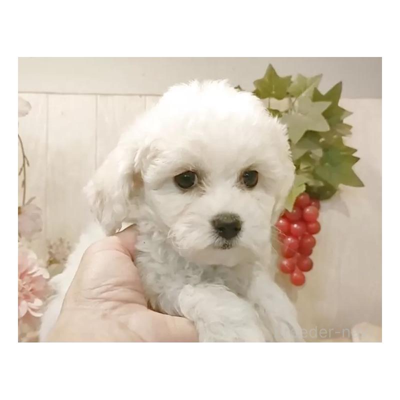 販売中の愛知県のビションフリーゼ-434340の2枚目