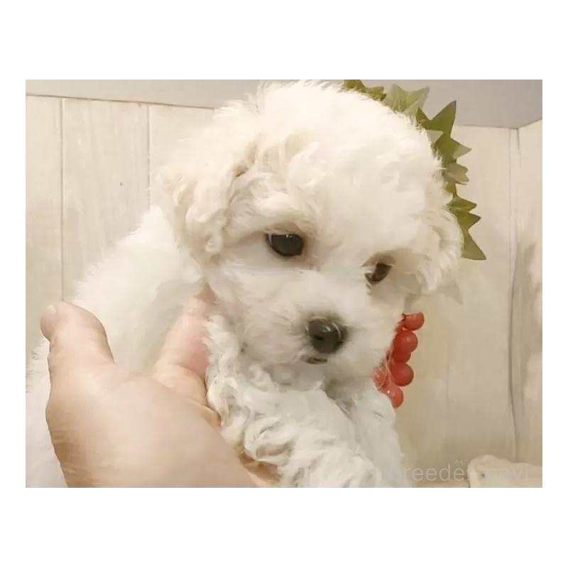 販売中の愛知県のビションフリーゼ-434544の5枚目