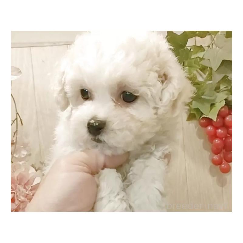 販売中の愛知県のビションフリーゼ-434544の4枚目