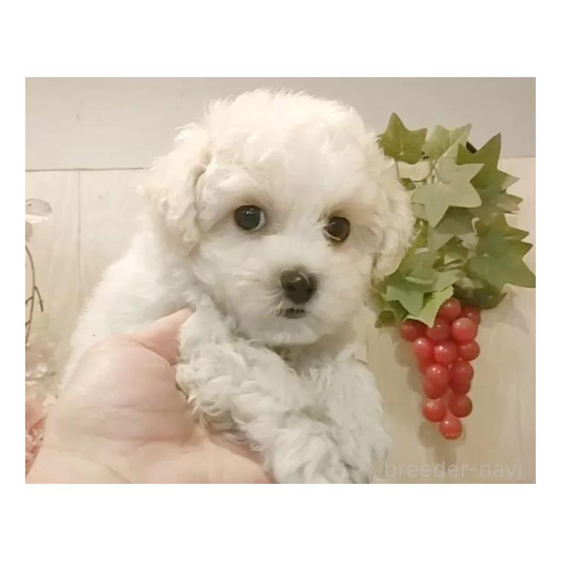 販売中の愛知県のビションフリーゼ-434544の2枚目