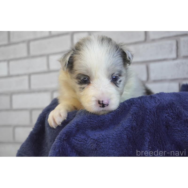 販売中の熊本県のボーダーコリー-438756の10枚目