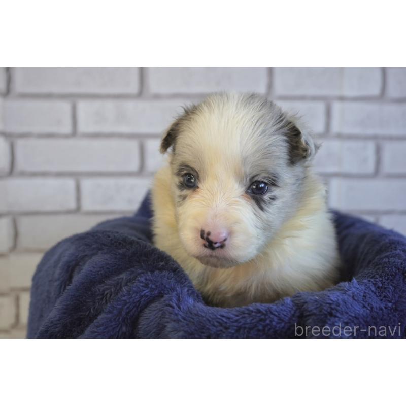 販売中の熊本県のボーダーコリー-438756の9枚目