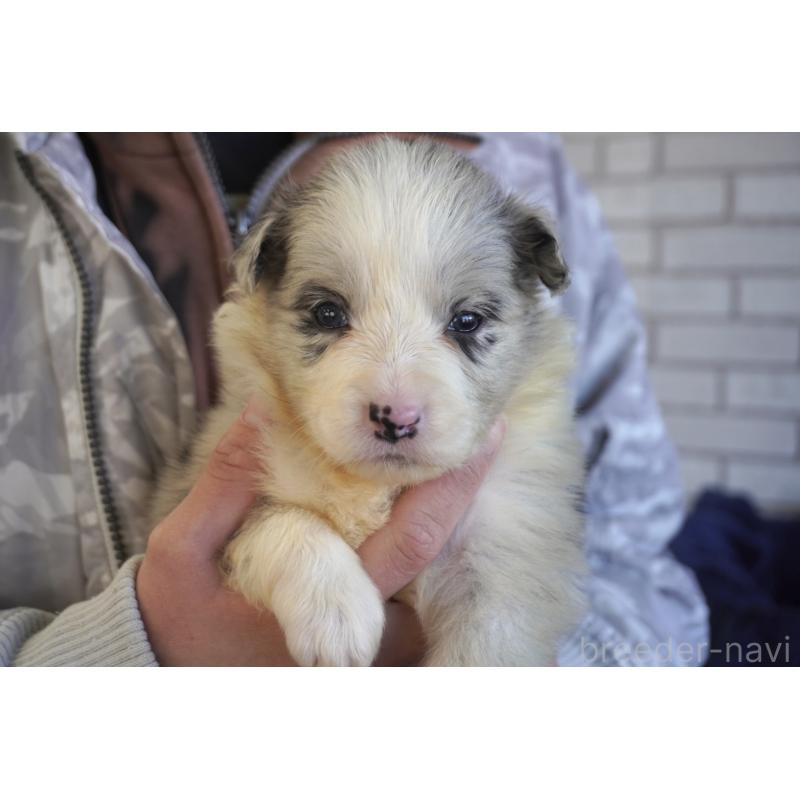 販売中の熊本県のボーダーコリー-438756の8枚目