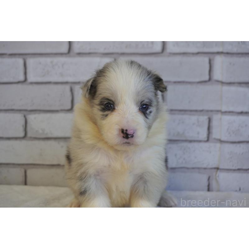 販売中の熊本県のボーダーコリー-438756の7枚目