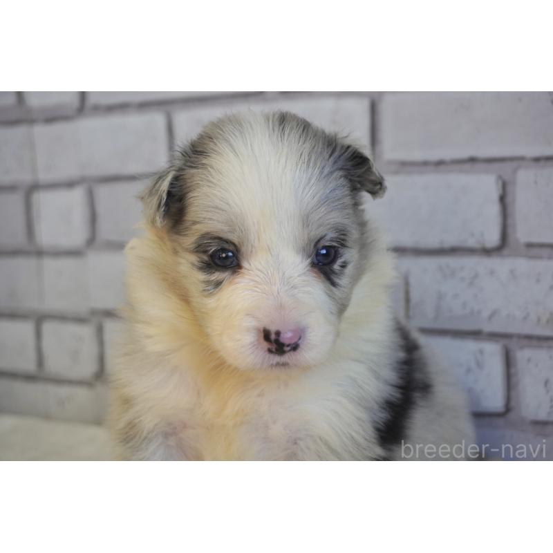 販売中の熊本県のボーダーコリー-438756の6枚目