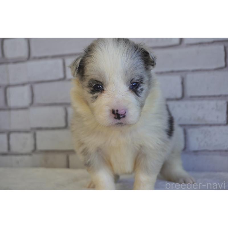 販売中の熊本県のボーダーコリー-438756の5枚目