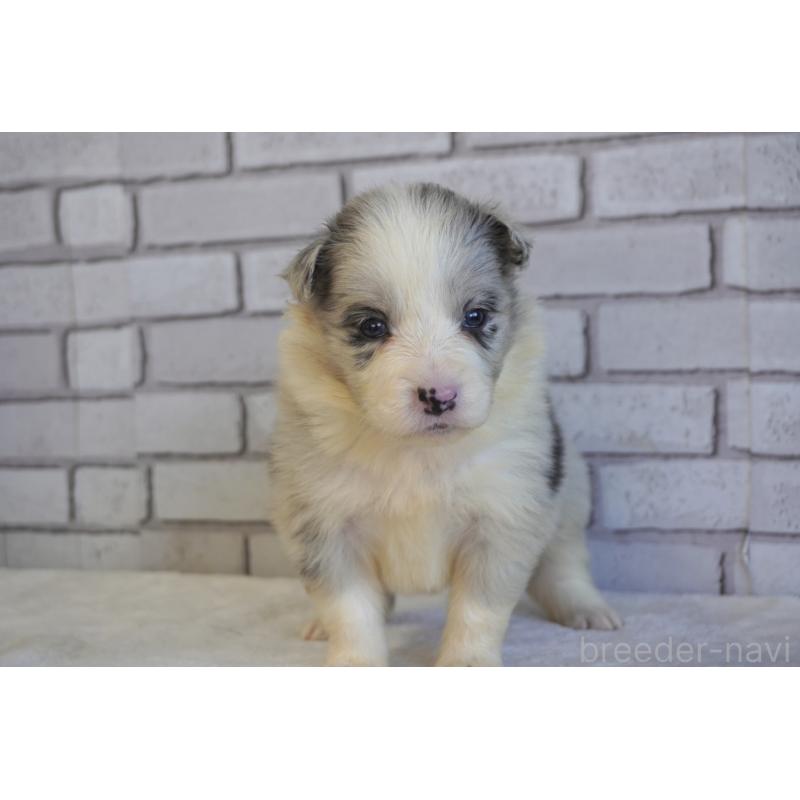 販売中の熊本県のボーダーコリー-438756の3枚目