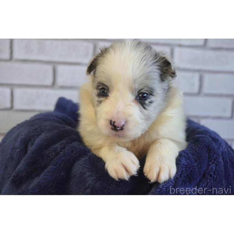 販売中の熊本県のボーダーコリー-438756の4枚目