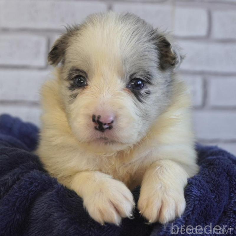 販売中の熊本県のボーダーコリー-438756