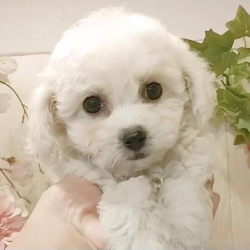 販売中の愛知県のビションフリーゼ-434540