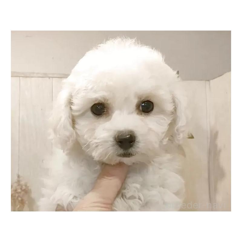 販売中の愛知県のビションフリーゼ-434540の5枚目