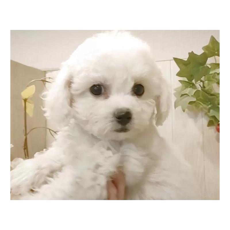 販売中の愛知県のビションフリーゼ-434540の4枚目