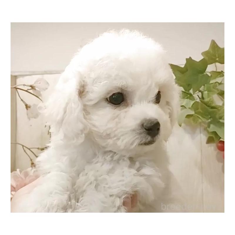 販売中の愛知県のビションフリーゼ-434540の3枚目