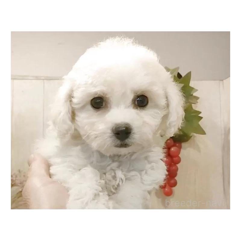 販売中の愛知県のビションフリーゼ-434540の2枚目