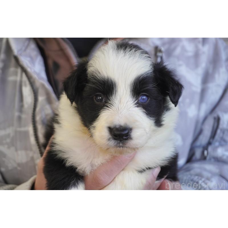 販売中の熊本県のボーダーコリー-438759の8枚目