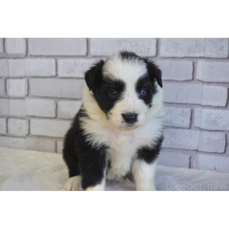 販売中の熊本県のボーダーコリー-438759の7枚目