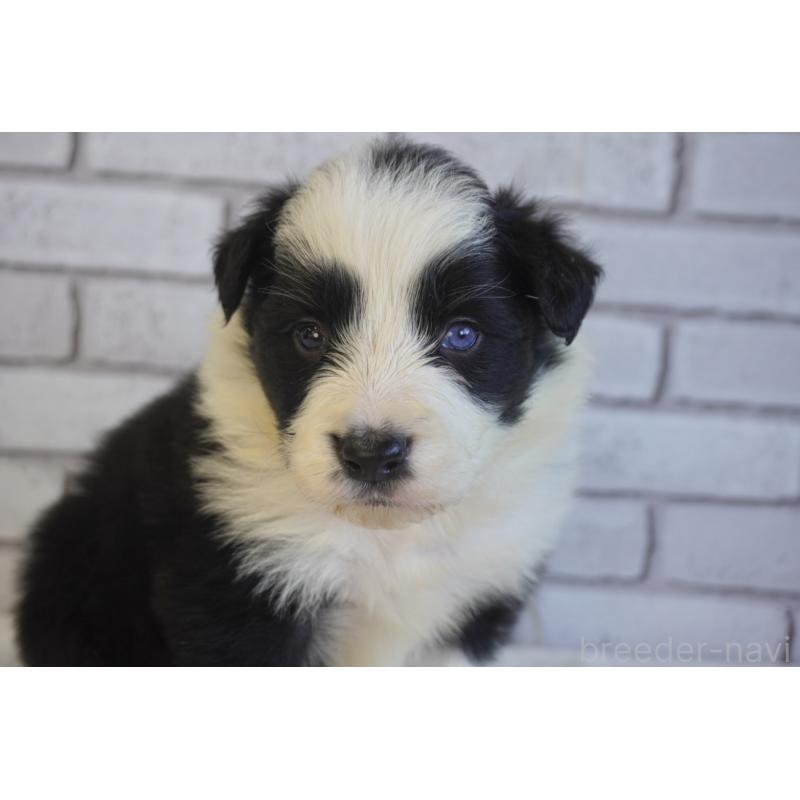 販売中の熊本県のボーダーコリー-438759の5枚目