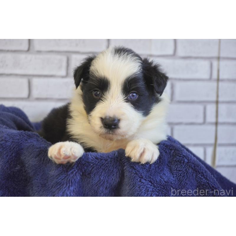 販売中の熊本県のボーダーコリー-438759の4枚目