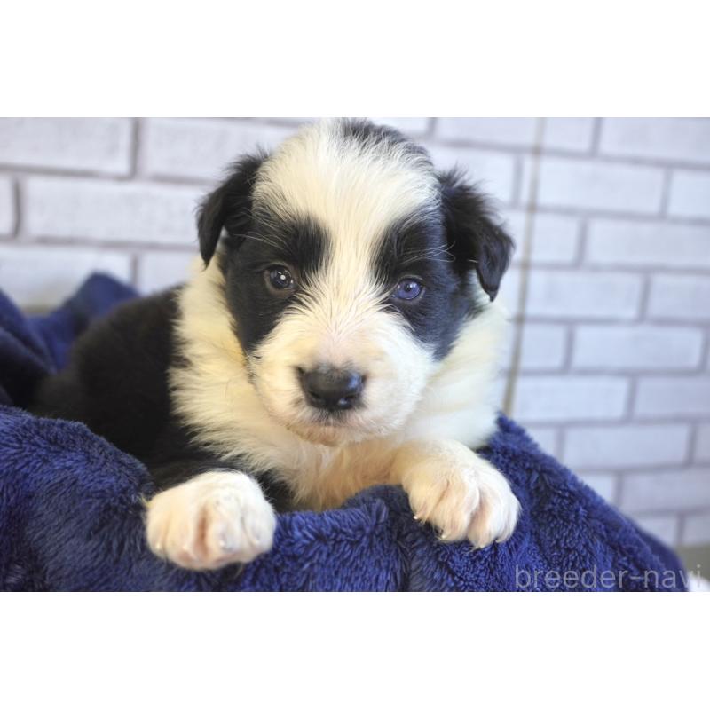 販売中の熊本県のボーダーコリー-438759の3枚目