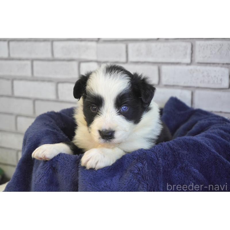 販売中の熊本県のボーダーコリー-438759の2枚目