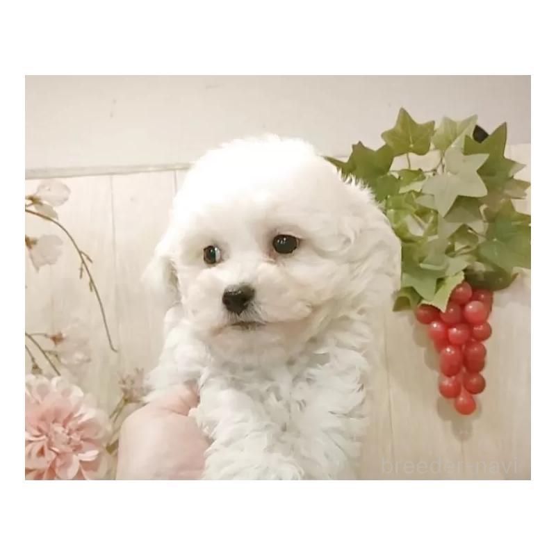 販売中の愛知県のビションフリーゼ-434549の6枚目