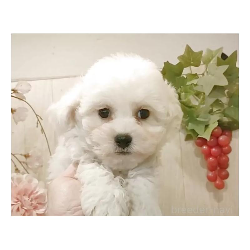 販売中の愛知県のビションフリーゼ-434549の5枚目