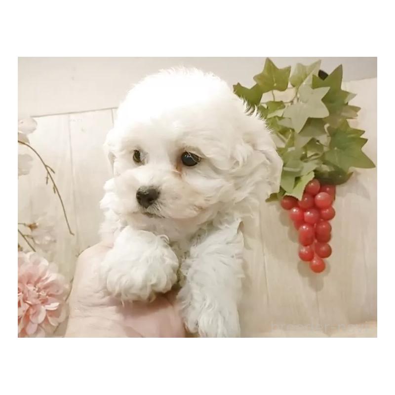 販売中の愛知県のビションフリーゼ-434549の4枚目